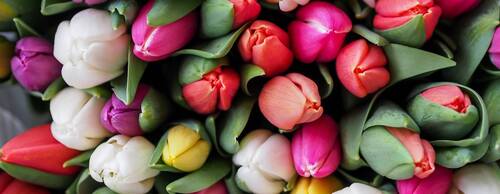 Tulipes 